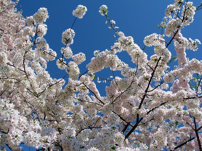 Cherry Blossom Mania – Beauty & Spirit •  Washington, DC