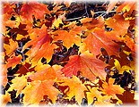 In an Autumn Mood Photo Album